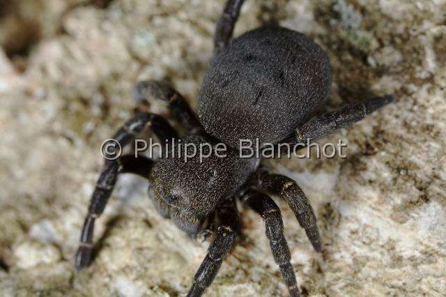 Eresidae_5966.JPG - France, Araneae, Eresidae, Araignée coccinelle (Eresus kollari), femelle, Ladybird Spider